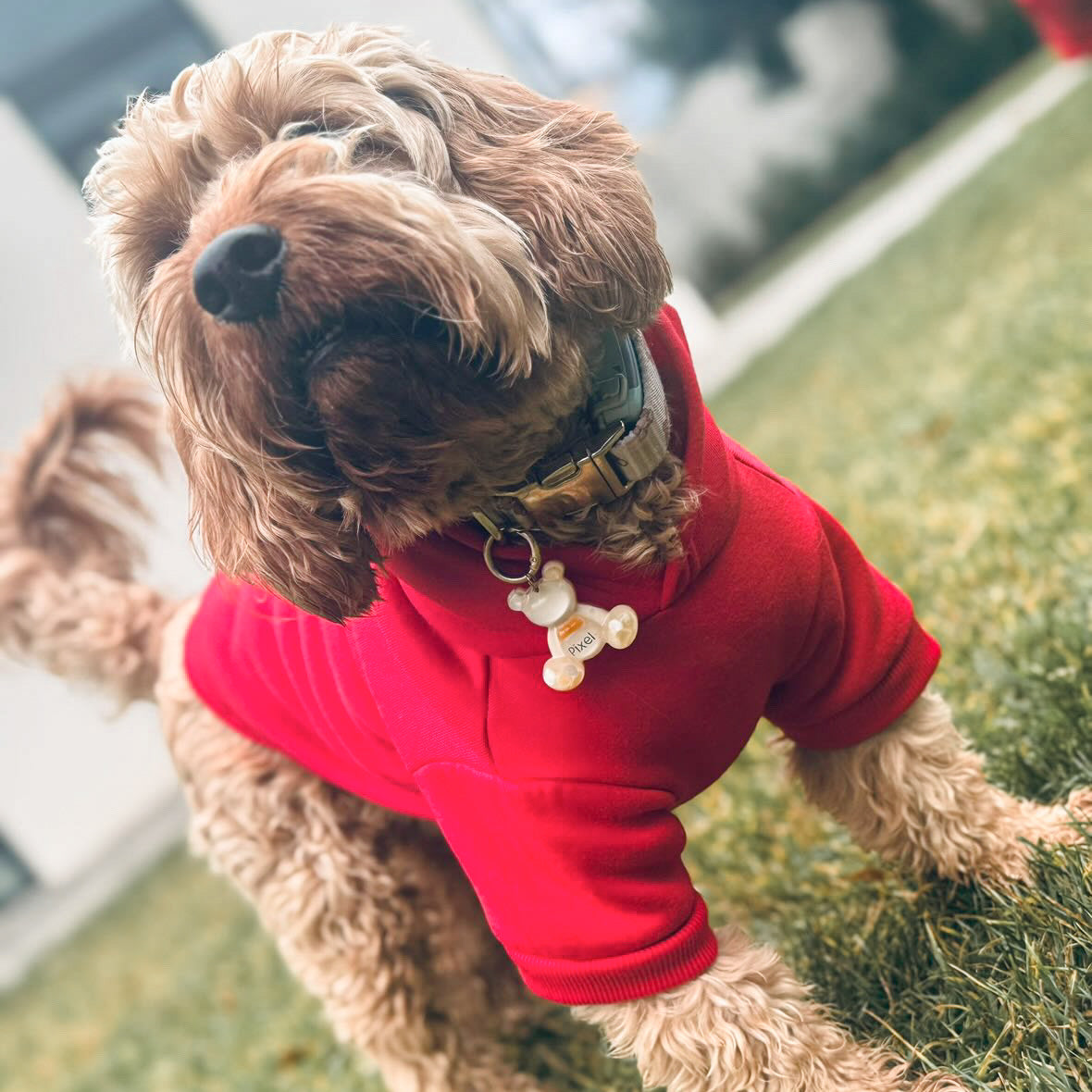 Teddy Bear egyedi epoxy kutyabiléta