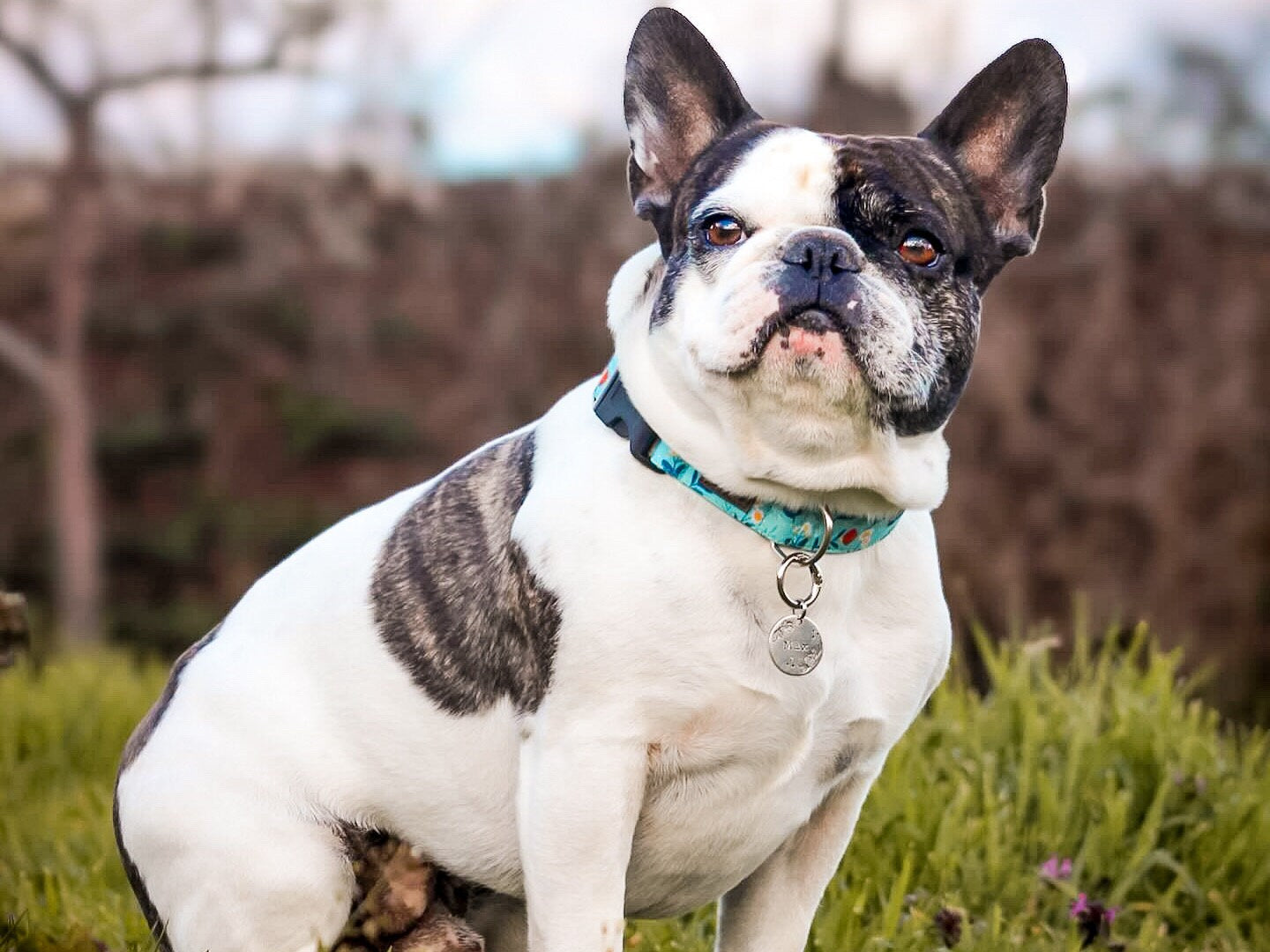Francia bulldog - egyedi fém kutyabiléta