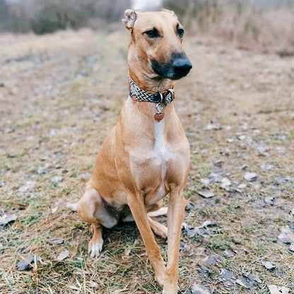 Whippet - egyedi fém kutyabiléta kristályokkal