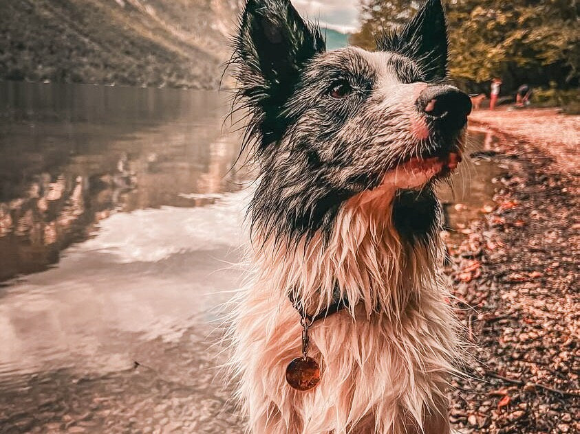 Magic forest - egyedi fém kutyabiléta