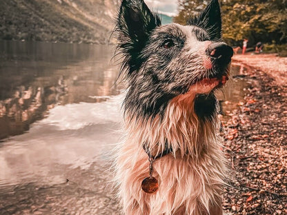 Magic forest - egyedi fém kutyabiléta